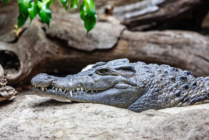 Tropicarium Park Jesolo